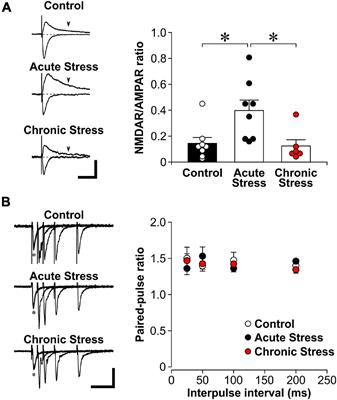 Opposing Changes in Synaptic and Extrasynaptic N-Methyl-D-Aspartate Receptor Function in Response to Acute and Chronic Restraint Stress